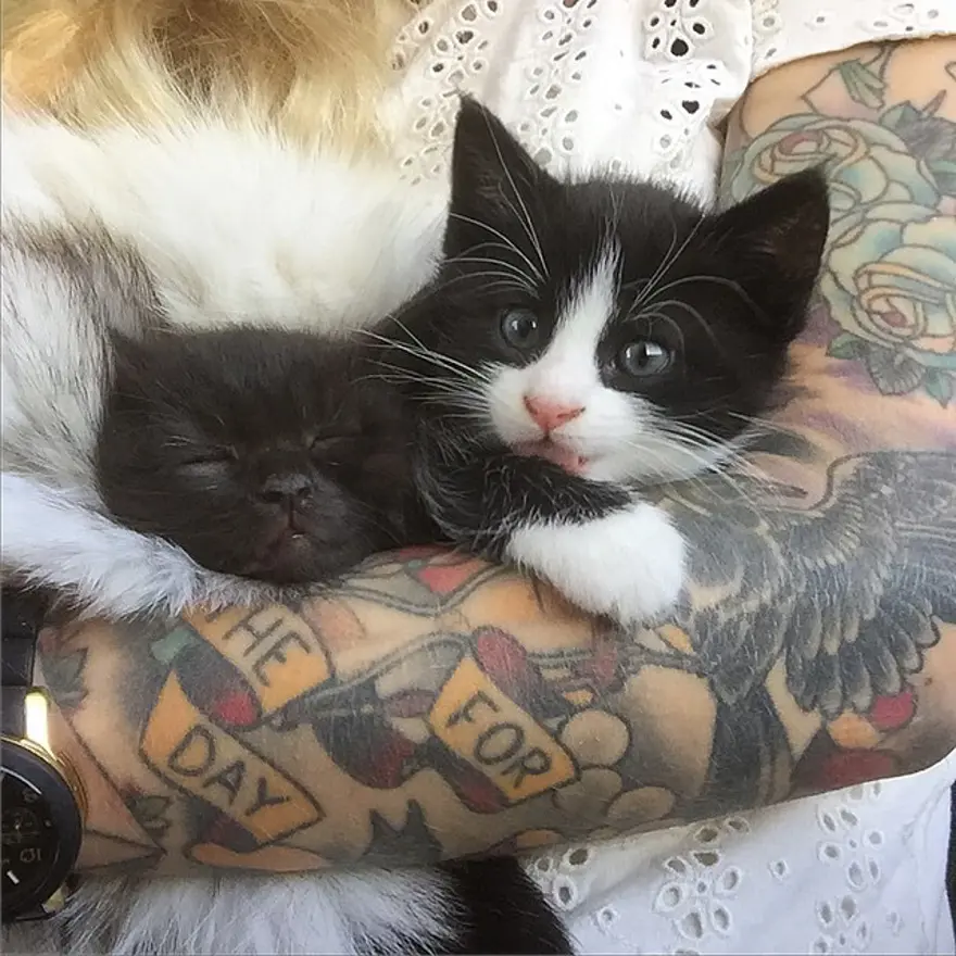 Hayatını kedileri kurtarmaya adadı 168