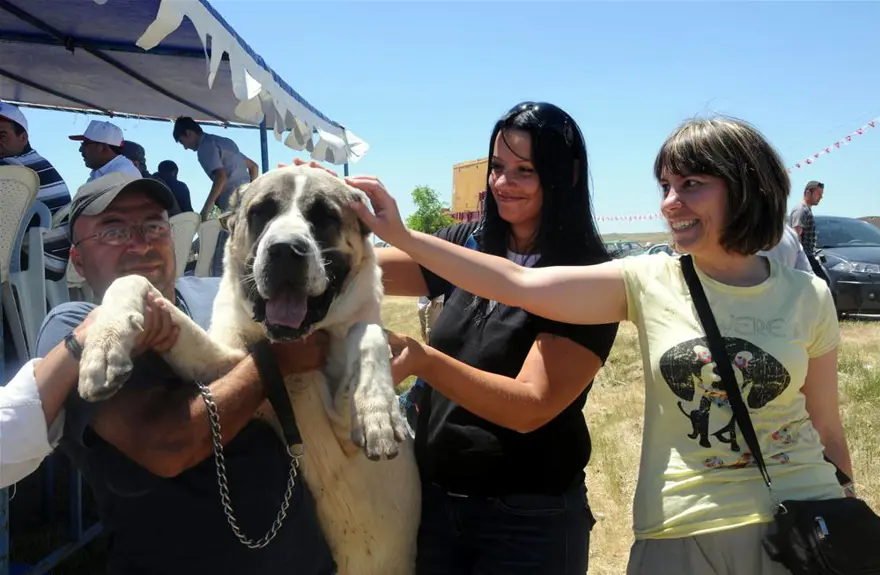 Kangallar böyle yarıştı; birinci 'Yaman' çıktı 