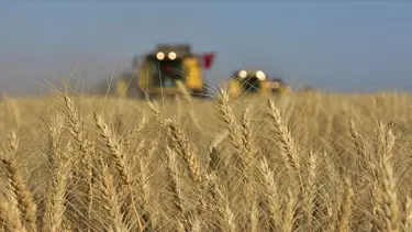 Buğday fiyatları bir haftanın en düşüğünde