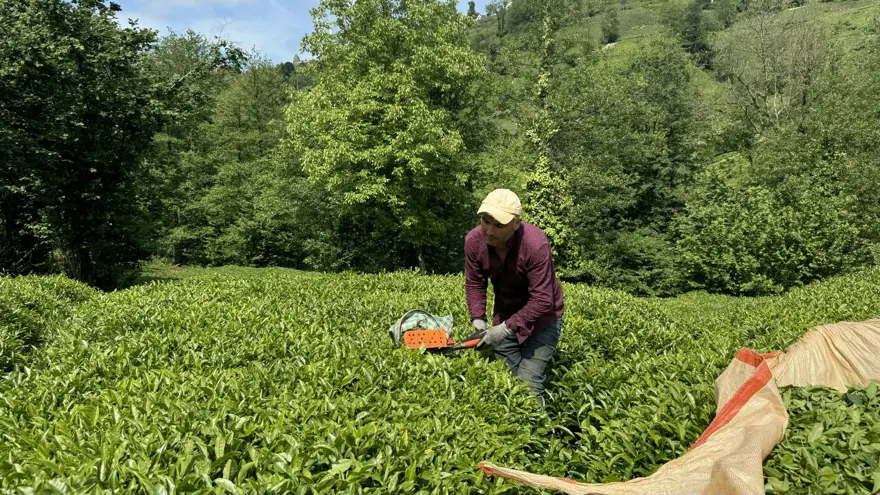 Trabzon Uluağaç Mahallesi'nde kadınlar 26 yıldır yük taşımıyor 13