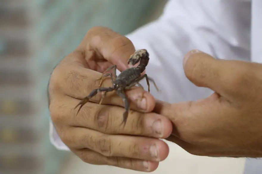 Şanlıurfa'da akrep çiftliği: Zehrinin litresi 10 milyon dolar 11 Şanlıurfa'da akrep çiftliği: Zehrinin litresi 10 milyon dolar 11