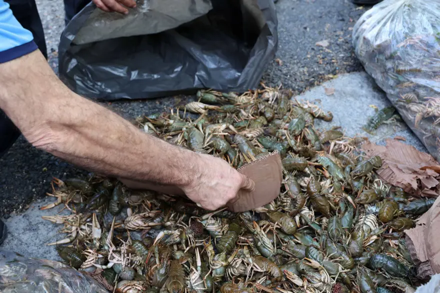 Terminalde 40 kilo mavi yengeç ele geçirildi: Otobüs firmasına ceza 4