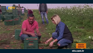 Havuç hasadı nasıl yapılır? (Benim Şehrim-Konya)