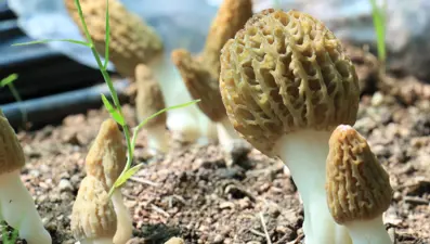 Kuzugöbeği mantarı, Türkiye’de ilk defa üretildi: Tazesinin kilosu 400, kurusu 3 bin lira