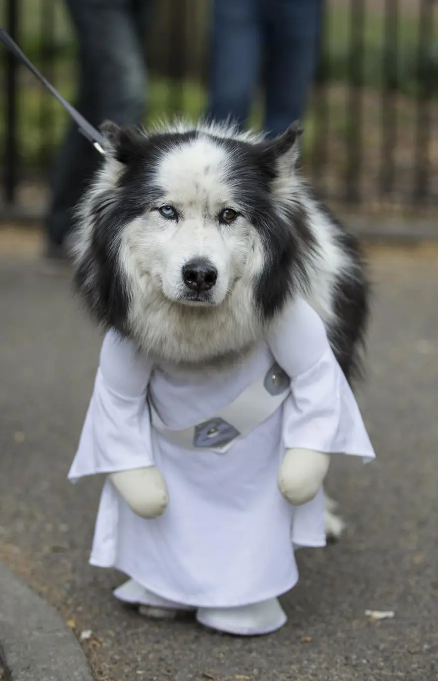 Köpeklere özel Cadılar Bayramı 2