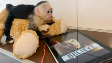 Justin’in maymunu Almanya’nın