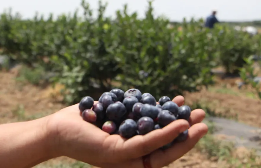 Kuzey Amerika'dan Türkiye'ye kadar yayıldı! Kilosu 230 liradan kapış kapış satılıyor, tıbbi değeri çok yüksek 5 Kuzey Amerika'dan Türkiye'ye kadar yayıldı! Kilosu 230 liradan kapış kapış satılıyor, tıbbi değeri çok yüksek 5