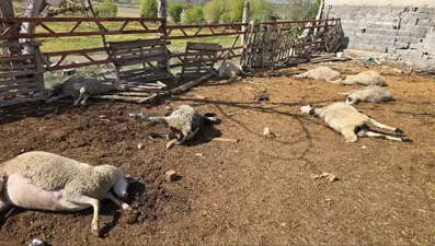 Ağıla giren kurtlar koyun sürüsünün yarısını telef etti!