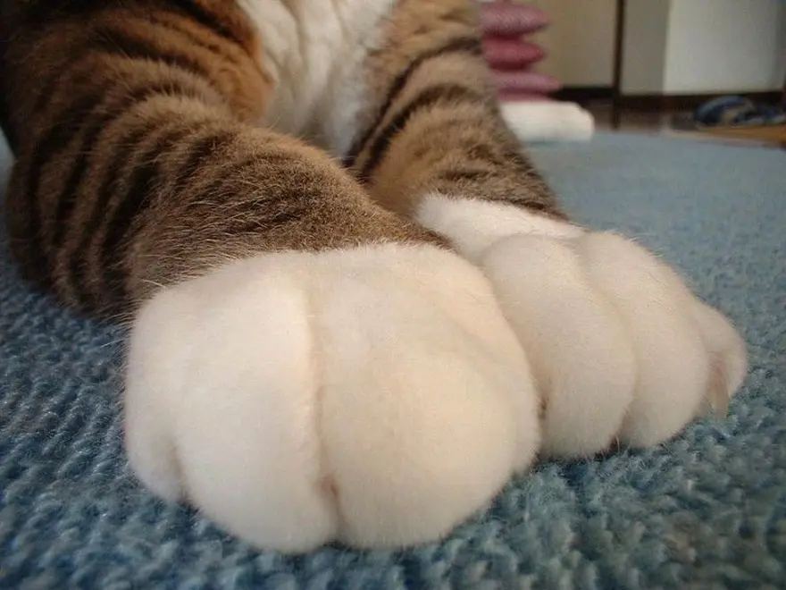 İnternetin yeni fenomenleri 44