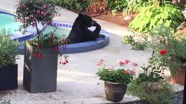 Ayının havuz keyfi sosyal medyayı salladı