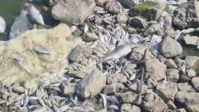 Manyas Gölü'nde toplu balık ölümleri: Kuş Cenneti tehlikede