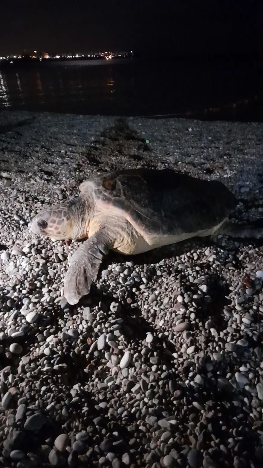 Caretta caretta yuvası çamaşır askısı oldu 
