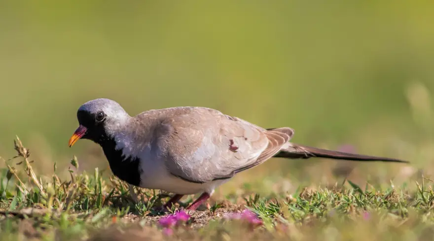 Fotoğraf tutkunu cumhuriyet savcısı 358’inci kuş türünü belgeledi 1