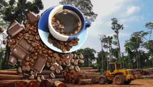 Kahve ve çikolata tüketen herkes yılda 4 ağacın yok olmasından sorumlu