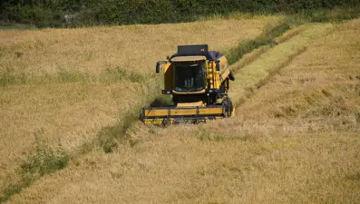 220 TL'den satılıyor: 10 bin dekar alana ekilmişti, hasat başladı