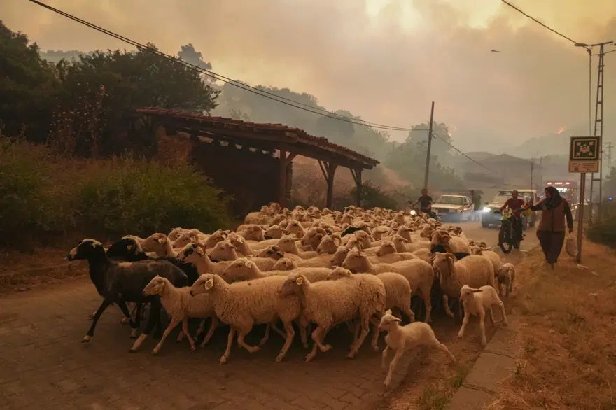 Ödemiş'te kahreden fotoğraflar: Alevlerden kaçış Ödemiş'te kahreden fotoğraflar: Alevlerden kaçış