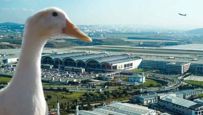 Sabiha Gökçen Havalimanı'nda ördek alarmı