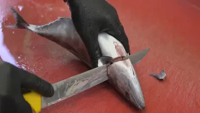 Çarşı Pazar Ekonomisi: Balıkta israf nasıl önlenir? (3 Ekim 2020)