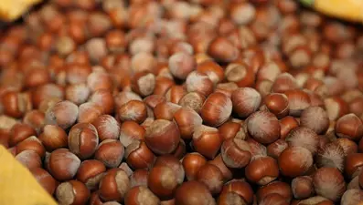 Bakan Pakdemirli: TMO'nun fındık alım süresini 30 Nisan 2021'e kadar uzattık