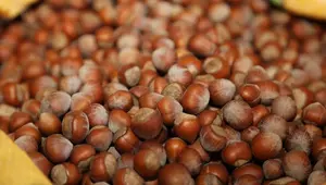 Bakan Pakdemirli: TMO'nun fındık alım süresini 30 Nisan 2021'e kadar uzattık Bakan Pakdemirli: TMO'nun fındık alım süresini 30 Nisan 2021'e kadar uzattık