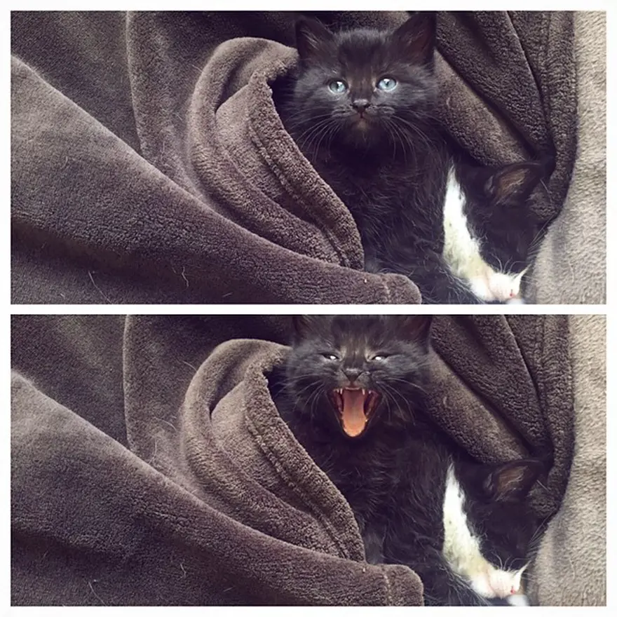 Hayatını kedileri kurtarmaya adadı 164