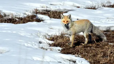 Kars'ta kızıl tilkiler av mesaisinde