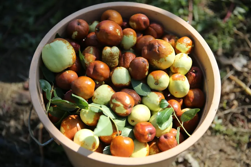 Çinlilerin "ölümsüzlük meyvesi" Edirne'de yetişiyor: C, B1, B2 ve B6 ne varsa onda! 