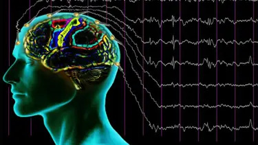Beyin hücrelerinin rüya evresindeki hareketliliği ilk kez kaydedildi