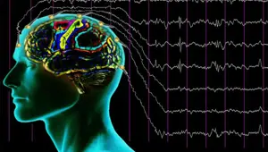 Beyin hücrelerinin rüya evresindeki hareketliliği ilk kez kaydedildi Beyin hücrelerinin rüya evresindeki hareketliliği ilk kez kaydedildi