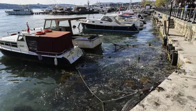 İstanbul'da müsilaj alarmı: Kabus geri döndü