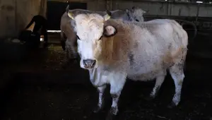 Sekiz yaşını dolduran klon sığırlar 'torun' sahibi oldu