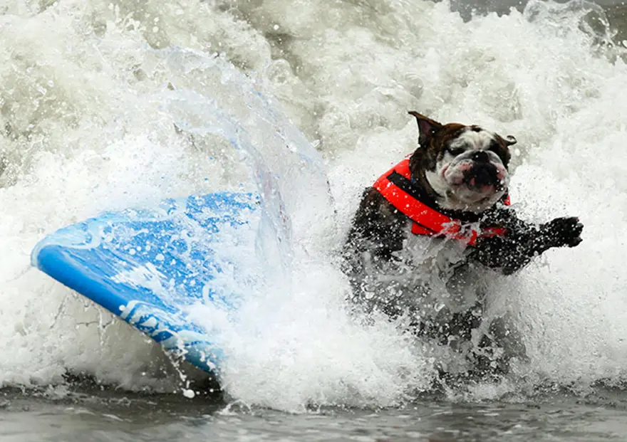 Sörfçü köpekler yarıştı 8