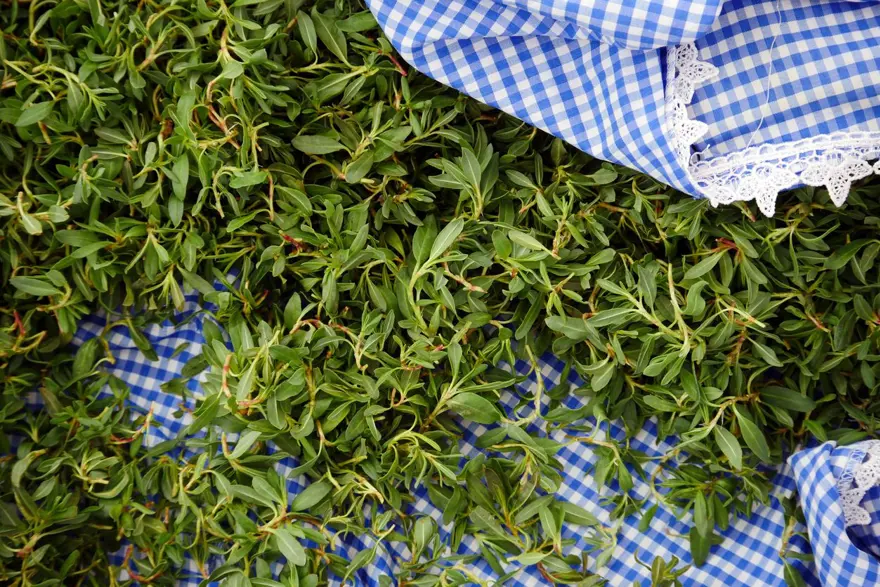 Kendiliğinden yetişiyor, tek tek sabırla toplanıyor: 100 gramıyla bir öğünlük yemek pişiyor 4 Kendiliğinden yetişiyor, tek tek sabırla toplanıyor: 100 gramıyla bir öğünlük yemek pişiyor 4