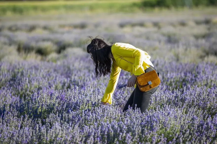 Diyarbakır'ın yeni cazibe merkezi: Lavanta bahçeleri 16