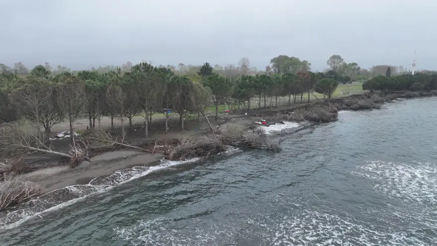 Terme Ovası'nda kıyı erozyonu ağaçları devirdi 3