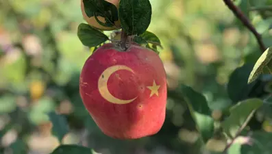 Ay-yıldızlı ayva yetiştirdi