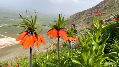 Muş'ta ters laleler görsel şölene döndü
