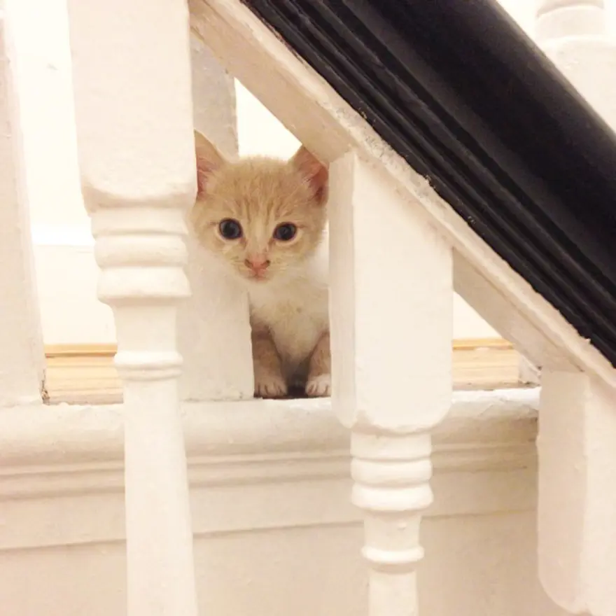 Hayatını kedileri kurtarmaya adadı 33