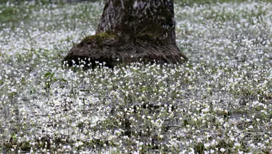 Kızılırmak'ta "su papatyaları" açtı