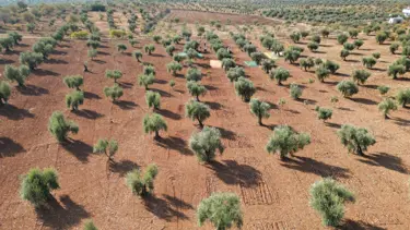 Kilis'te zeytin hasadı başladı