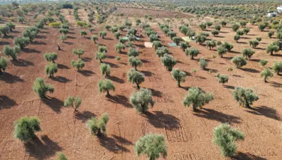 Kilis'te zeytin hasadı başladı