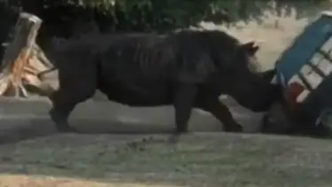 Gergedan saldırdığı otomobili hurdaya çevirdi