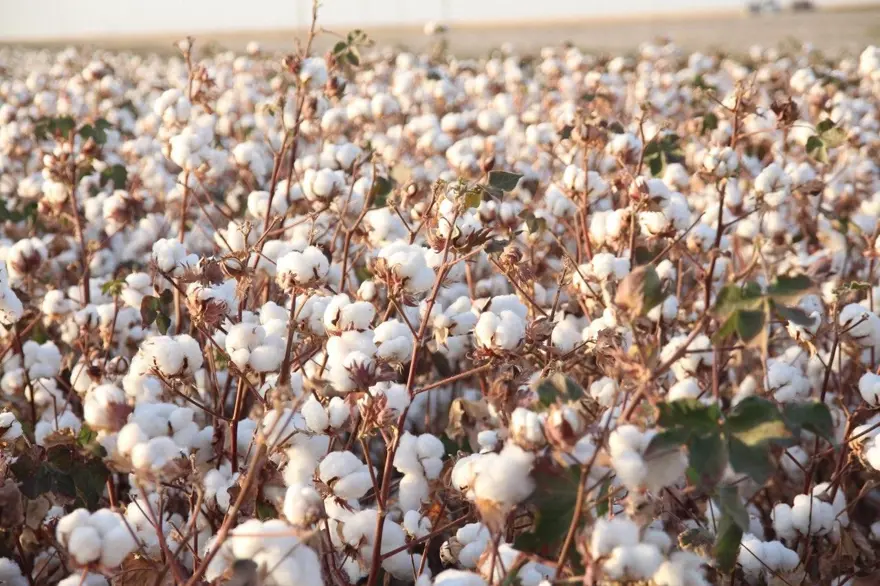 "Beyaz altın" hasadı başladı! Yüksek rekolte yüzleri güldürdü 2