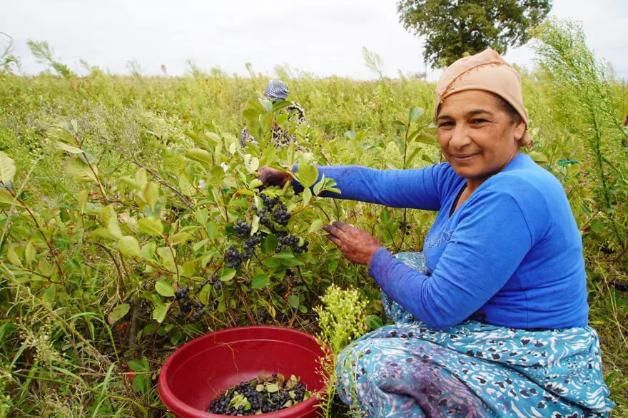 Herkes ona "süper meyve" diyor: Doğanın en güçlü antioksidanında hasat 5