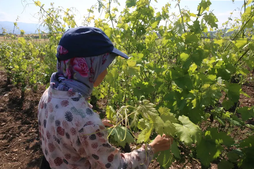Hasat sürüyor: Kilosu 140 ila 170 lira arasında değişiyor 6