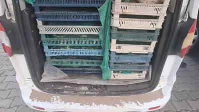Kaçak avcılığa operasyon: 240 kilogram kurbağaya el konuldu