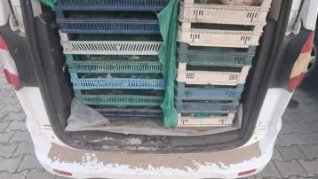 Kaçak avcılığa operasyon: 240 kilogram kurbağaya el konuldu