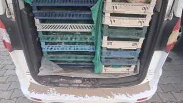 Kaçak avcılığa operasyon: 240 kilogram kurbağaya el konuldu