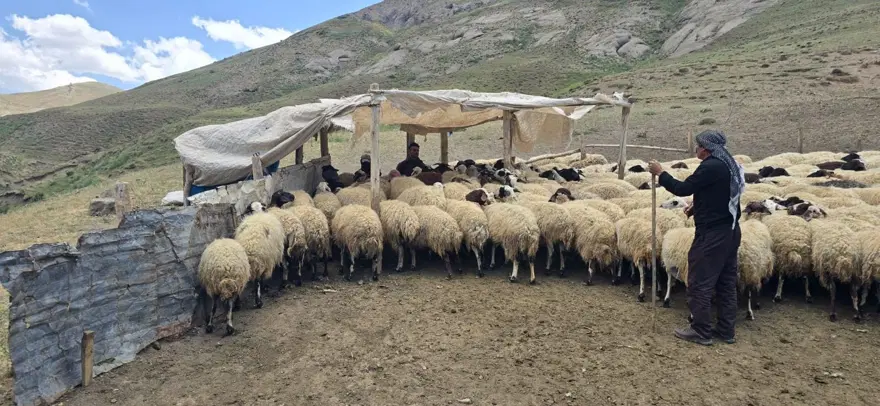 Her yaz yayla kiralıyor: Geçimlerini böyle sağlıyorlar 4
