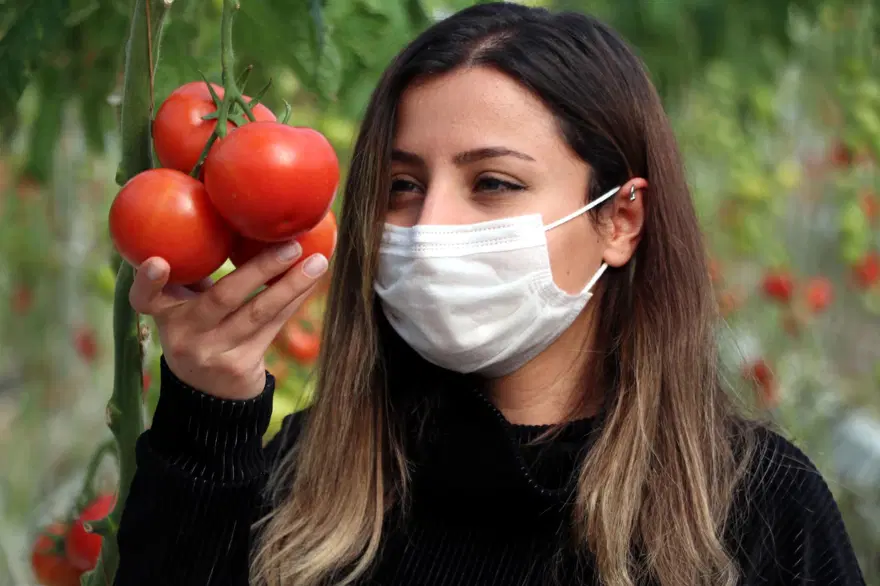Hava sıcaklığının eksi 40'a kadar düştüğü Çaldıran'da, serada domates üretimi 6